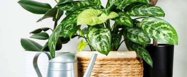 Beyaz arka planda saksıda farklı ev bitkileri var. Evde çiçek yetişiyor.. 