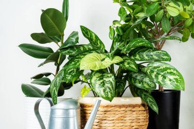 Beyaz arka planda saksıda farklı ev bitkileri var. Evde çiçek yetişiyor.. 