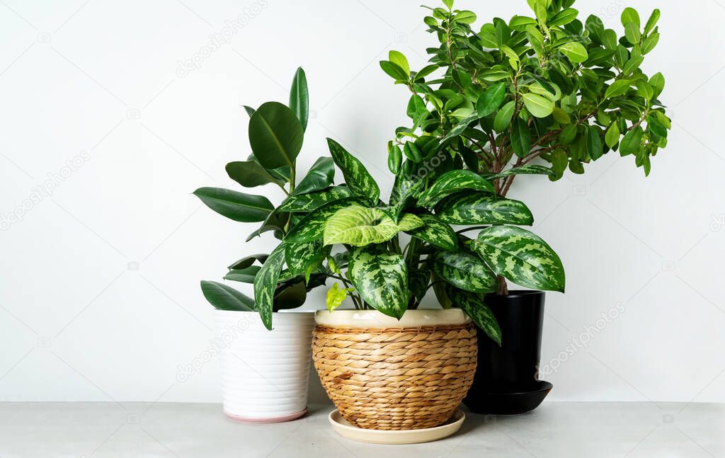 Different home plants in pots on the white wall background. Growing flowers at home. 