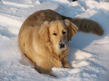                                : En sadık ve sevgili arkadaşım.