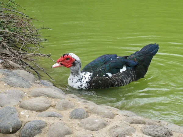 池塘与鸭子在马贝亚 西班牙 — 图库照片