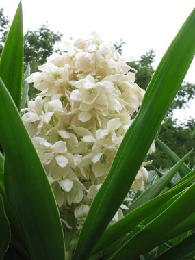                                İlkbaharda büyüleyici çiçeklenme.