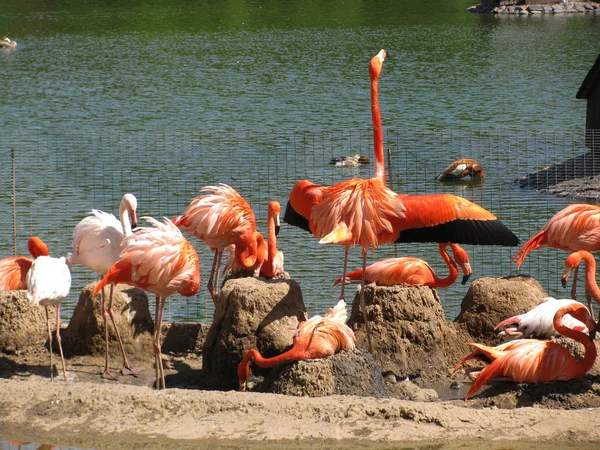 Aves Exóticas Flamingo Vivem Zoológico Moscou — Fotografia de Stock