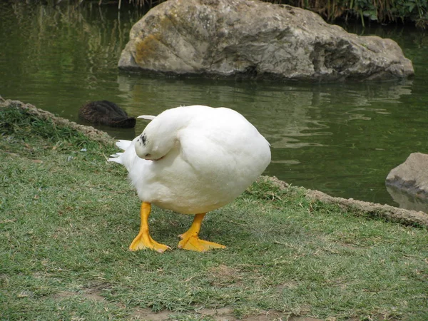 Weiße Schönheiten Sind Enten — Stockfoto