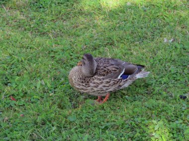                                Valdai gölde yaban ördekleri yaşıyor. Rusya.