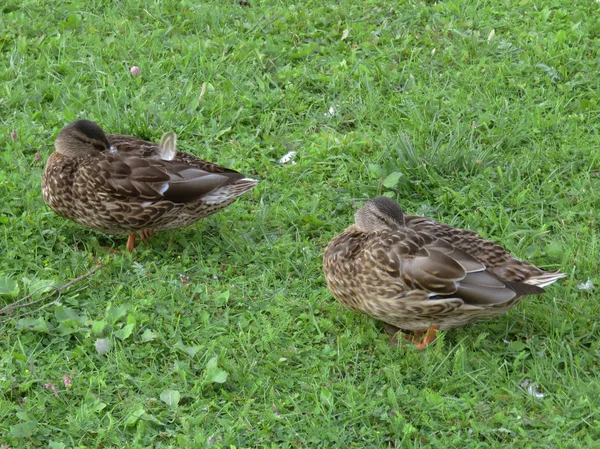 Sur Valdai Sur Lac Vivent Des Canards Sauvages Russie — Photo