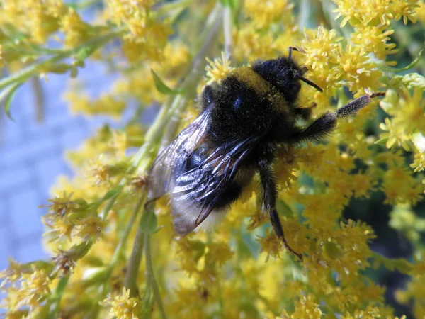 Valdai Hummeln Und Bienen Sammeln Nektar Aus Blumen Russland — Stockfoto