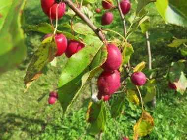 Bu küçük elma onlar çok lezzetli reçel yemek. Rusya. Moskova.