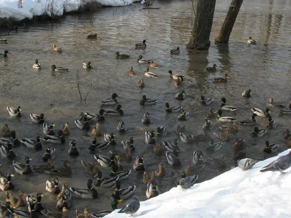 Moscovo Parque Cidade Troparevo Muito Bonito Aqui Inverno Está Acabar — Fotografia de Stock