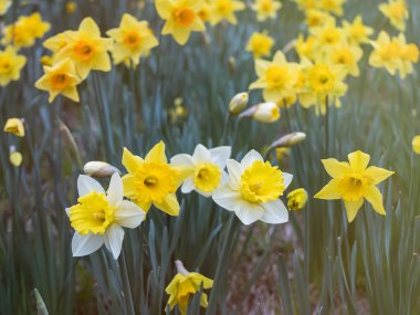 Doğal parkta nergis alanı. Narcissus Çiçek Grubu, dört çiçek üzerinde closeup, Özel Rezerv Burcina, İtalya
