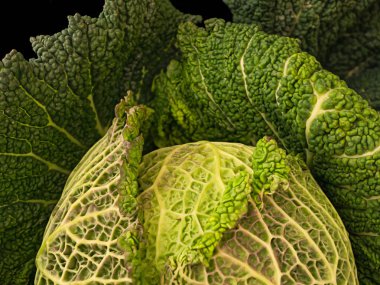 Savoy lahana canlı baş ve yaprak, Brassica oleracea bitkisel doğal dokusuna kadar yakın