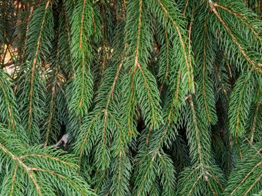 Yeşil çam yaprakları ilkbaharda Alp iğne yapraklı yüzeyi bırakır