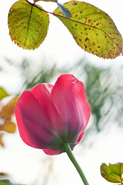 Beautiful pink tulip between rose leaf at sunset — Stock Image Beautiful pink tulip between rose leaf at sunset Stock Photo