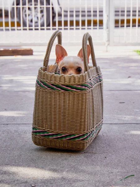 Mały chihuahua szturcha głowę od środka torby. — Zdjęcie stockowe
