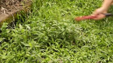 Bir keskin karbon çelik Orak büyümüş weeds kırpar