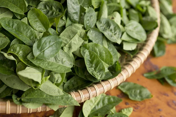 A traditional Asian woven rattan tray is filled with Sauropus androgynus, a local vegetable known as pucuk manis translated as sweet leaves — Stock Photo, Image