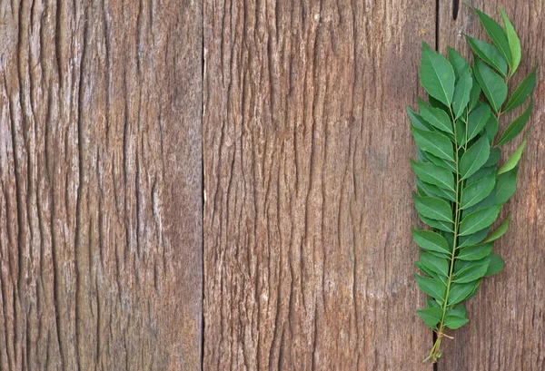 Curry Leaves w copy space. Non sharpen file Stock Image