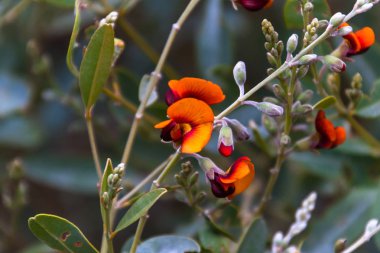 Çiçekli Chorizema sp., West Macdonnell Ranges Milli Parkı, Northern Territory, Avustralya