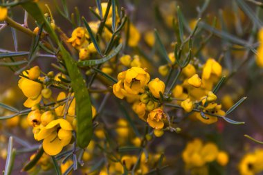 Çiçek açan, sinameki cardiosperma Kings Kanyon, Northern Territory, Avustralya