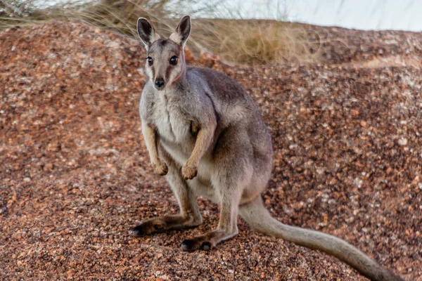 Rochedo Wallaby Flanqueado Preto Petrogale Lateralis Reserva Conservação Dos Mármores — Fotografia de Stock