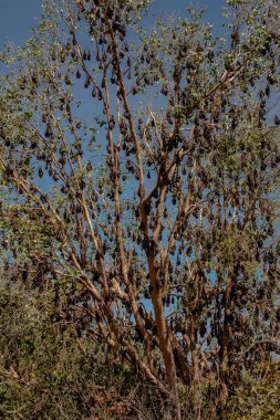 Siyah roosting uçan tilki veya siyah meyve yarasası (Pteropus alecto) Nitmiluk Milli Parkı'nda, Northern Territory, Avustralya