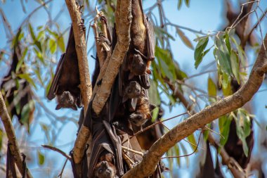 Siyah roosting uçan tilki veya siyah meyve yarasası (Pteropus alecto) Nitmiluk Milli Parkı'nda, Northern Territory, Avustralya