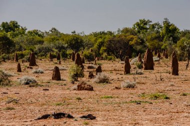 Termit höyükler, Northern Territory, Avustralya