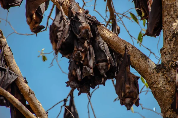 The roosting black flying fox or black fruit bat (Pteropus alecto) in Nitmiluk National Park, Northern Territory, Australia