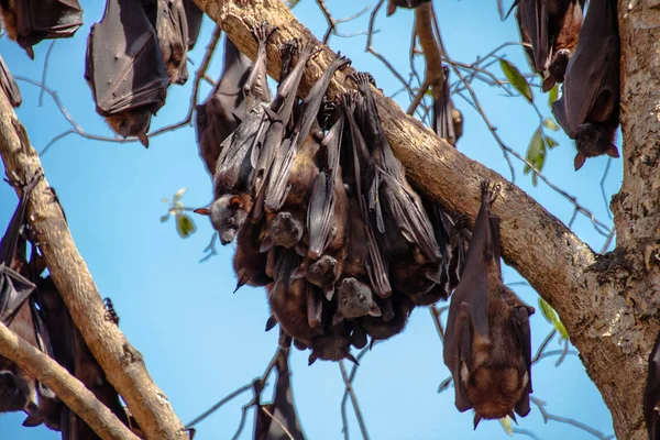 Siyah roosting uçan tilki veya siyah meyve yarasası (Pteropus alecto) Nitmiluk Milli Parkı'nda, Northern Territory, Avustralya