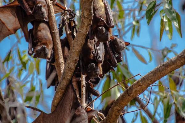 The roosting black flying fox or black fruit bat (Pteropus alecto) in Nitmiluk National Park, Northern Territory, Australia