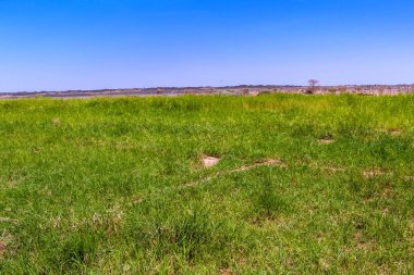 Harrat Kishb 'de küçük bir vaha Umm Aldoom, Makkah Eyaleti yakınlarında.