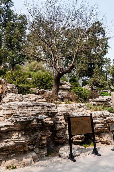 The zuihuai (\'guilty pagoda tree\'), a specimen of the pagoda tree (Styphnolobium japonicum), from which the Chongzhen Emperor allegedly hang himself