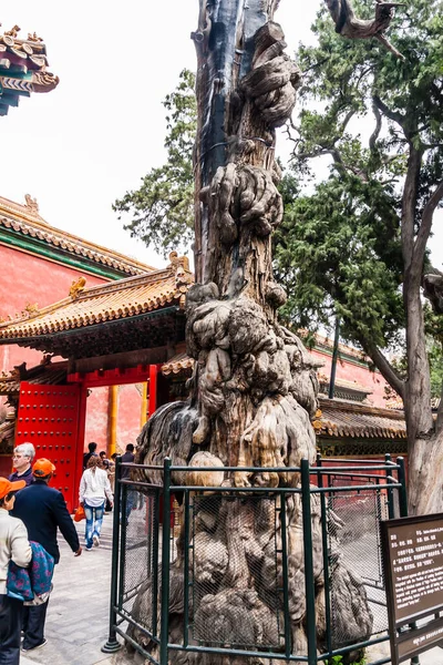在北京紫禁城的皇家花园中 古老的柏树和古老的枝条与持久的阳光馆融合在一起 — 图库照片