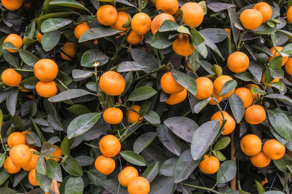 Mandarin orange background close-up natural