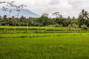 Merkez Java, Endonezya 'da pirinç kontrolü