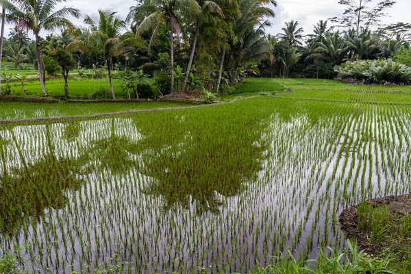 Έλεγχοι Ρυζιού Στην Κεντρική Ιάβα Ινδονησία — Φωτογραφία Αρχείου