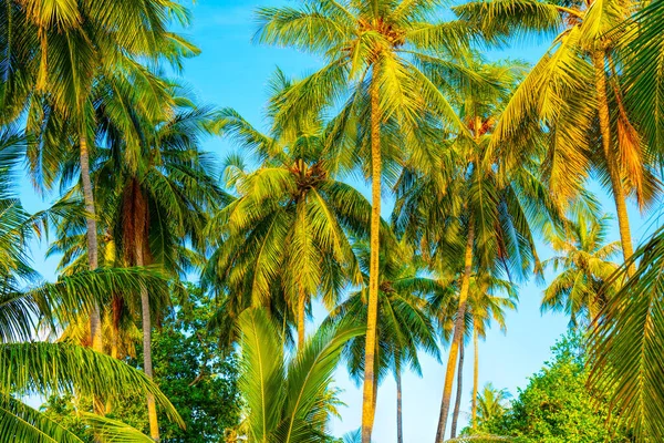 코코넛 야자수와 해변 여름 휴가 휴가 배경 — 스톡 사진