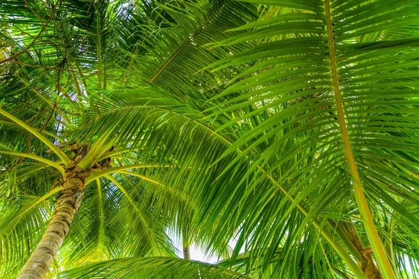 Spiaggia vacanze estive sfondo con palma da cocco — Foto Stock