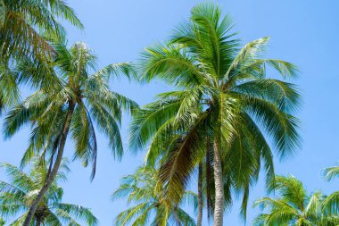 Hindistan cevizi palmiye ağacı ile Plaj yaz tatili tatil arka plan