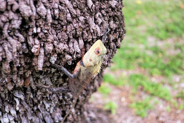 A beautiful multi-colored lizard creeps on a tree. She basks in — Stock Photo, Image