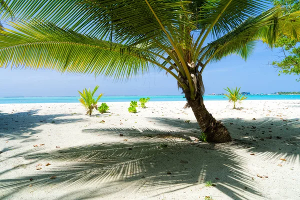 Schaduwen van palmbomen aan de zandkust van het tropische paradijs — Stockfoto