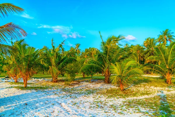 Palmen vor blauem Himmel und weißen Wolken. — Stockfoto