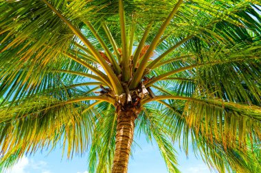 Hindistan cevizi palmiye ağacı ile Plaj yaz tatili tatil arka plan