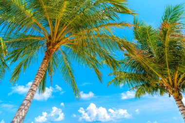 Hindistan cevizi palmiye ağacı ile Plaj yaz tatili tatil arka plan