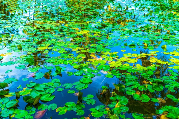 Reflexion der Kokospalmen rund um den Teich — Stockfoto