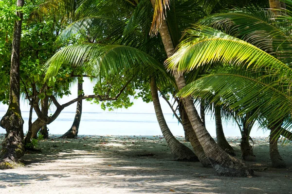 Blick auf schönen tropischen Strand mit einigen Palmen — Stockfoto