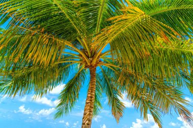 Hindistan cevizi palmiye ağacı ile Plaj yaz tatili tatil arka plan