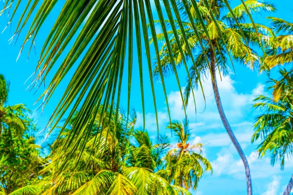 Beach summer vacation holidays background with coconut palm tree — Stock Photo, Image