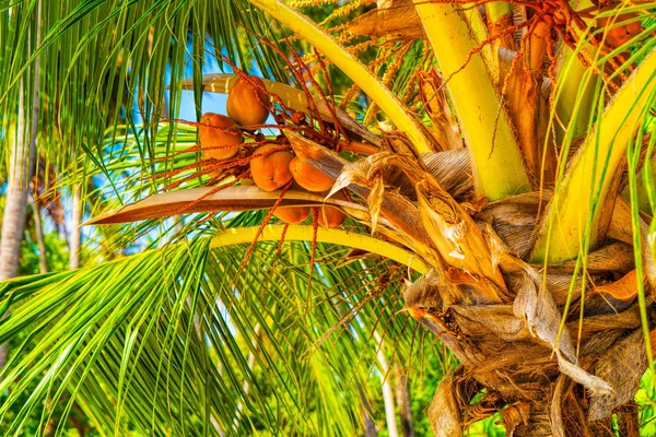 Spiaggia vacanze estive sfondo con palma da cocco — Foto Stock