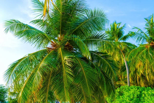Beach summer vacation holidays background with coconut palm tree — Stock Photo, Image